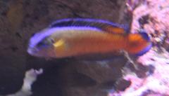 Pseudochromis dutoiti