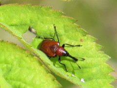 Merhynchites wickhami