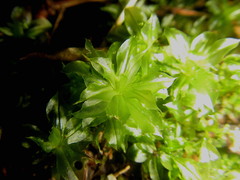 Rhodobryum