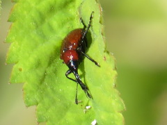 Merhynchites wickhami