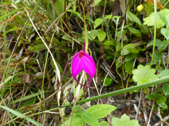 Masdevallia amabilis