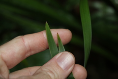 Lomandra spicata
