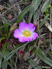 Calandrinia colchaguensis