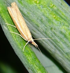 Lepidoptera