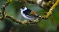 Ilicura militaris