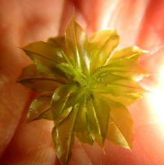 Rhodobryum