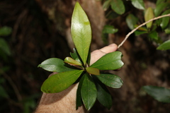 Tristaniopsis collina