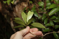 Tristaniopsis collina