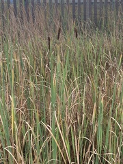Typha