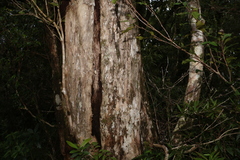 Tristaniopsis collina