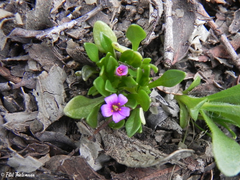 Calandrinia compressa