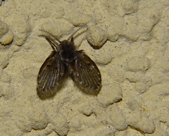 Clogmia albipunctata