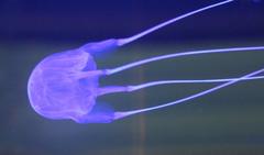 Carybdea murrayana