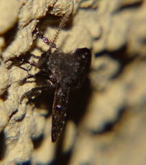 Clogmia albipunctata