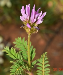Astragalus bourgaeanus