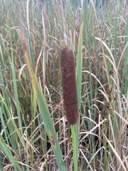 Typha