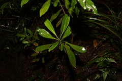 Anopterus macleayanus