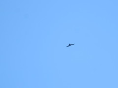 Ictinia mississippiensis