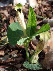 Aristolochia lutea