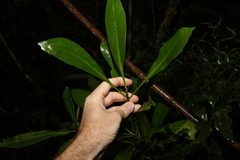 Anopterus macleayanus