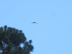 Ictinia mississippiensis