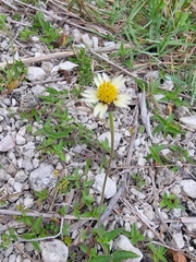 Tridax procumbens image