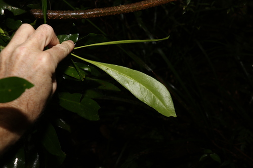 Image of Halfordia kendack by (c) Greg Tasney, some rights reserved (CC BY-SA)