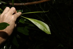 Anopterus macleayanus