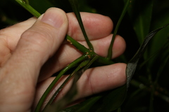 Anopterus macleayanus