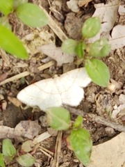 Trigrammia quadrinotaria