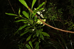 Anopterus macleayanus