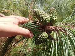 Pinus maximinoi