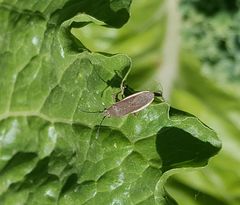 Catorhintha selector