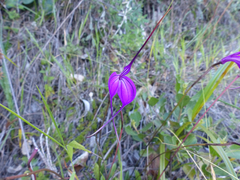 Masdevallia amabilis