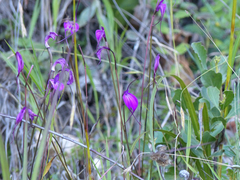 Masdevallia amabilis