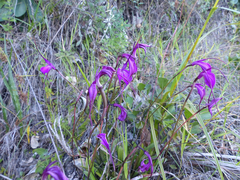 Masdevallia amabilis