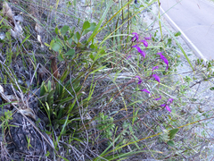 Masdevallia amabilis