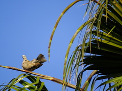 Streptopelia decaocto