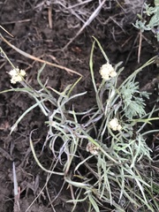 Antennaria stenophylla