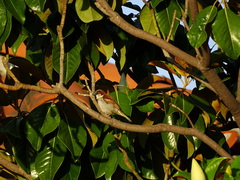 Passer domesticus