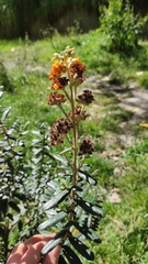 Buddleja coriacea