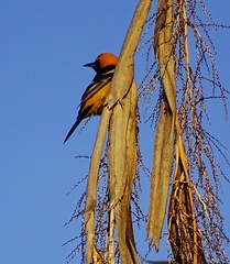Icterus cucullatus