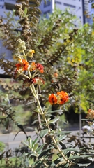 Buddleja coriacea