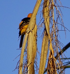 Icterus cucullatus