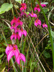Masdevallia amabilis