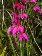 Masdevallia amabilis