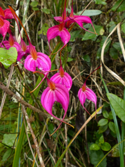 Masdevallia amabilis
