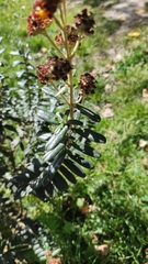 Buddleja coriacea