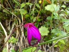 Masdevallia amabilis