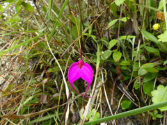 Masdevallia amabilis